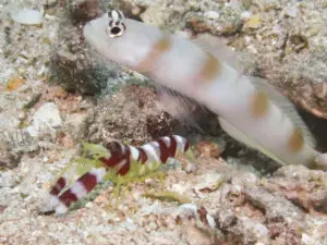 Amblyeleotris yanoi Flagtail Shrimpgoby with Randall’s Shrimp Alpheus randalli