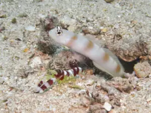 Amblyeleotris yanoi Flagtail Shrimpgoby with Randall’s Shrimp Alpheus randalli