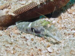 Black-sided Shrimp