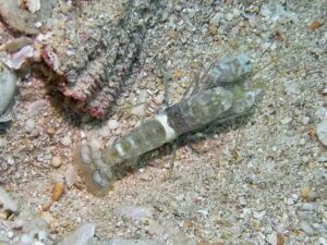 Black-sided Shrimp