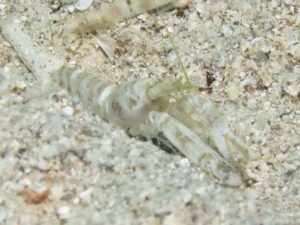 Black-sided Shrimp