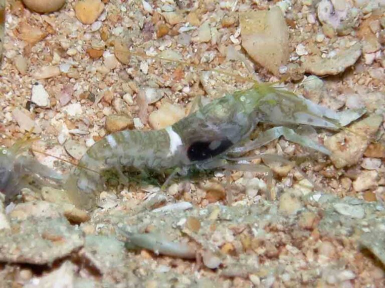 Black-sided Shrimp