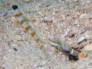 Black-sided Shrimp with Amblyeleotris rubrimarginata, Redmargin Shrimpgoby