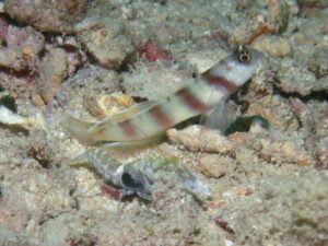 Black-sided Shrimp with Amblyeleotris steinitzi, Steinitz’s Shrimpgoby