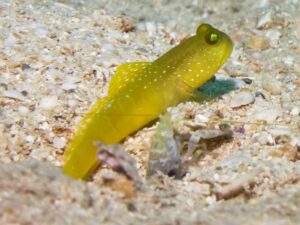 Black-sided Shrimp with Cryptocentrus cinctus, Yellow Shrimpgoby