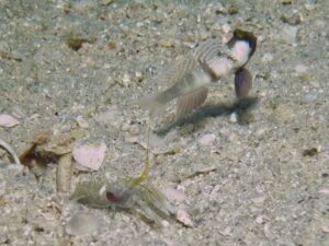 Black-sided Shrimp with Cryptocentrus cinctus, Yellow Shrimpgoby