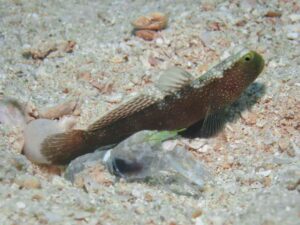 Black-sided Shrimp with Cryptocentrus fasciatus, Y-bar Shrimpgoby