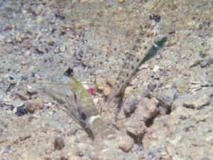 Black-sided Shrimp with Ctenogobiops aurocingulus, Goldstreaked Shrimpgoby