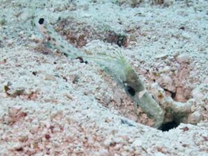 Black-sided Shrimp with Ctenogobiops feroculus, Fierce Shrimpgoby