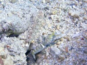 Black-sided Shrimp with Ctenogobiops mitodes Thread Shrimpgoby