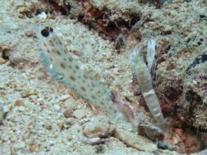 Black-sided Shrimp with Ctenogobiops pomastictus, Goldspeckled Shrimpgoby