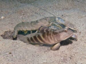 Blue Nipper Shrimp