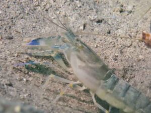 Blue Nipper Shrimp