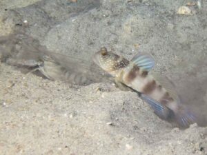 Blue Nipper Shrimp