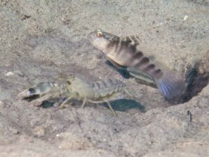 Blue Nipper Shrimp