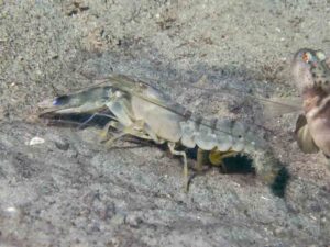 Blue Nipper Shrimp