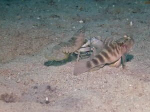 Blue Nipper Shrimp