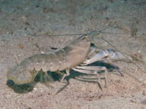 Blue Nipper Shrimp