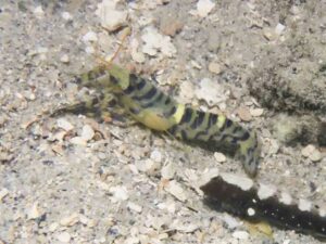 Blue and Yellow Banded Shrimp