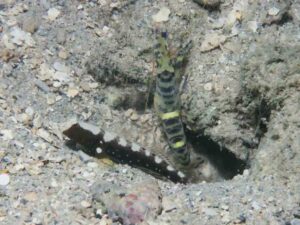 Blue and Yellow Banded Shrimp