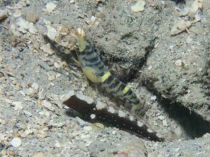 Blue and Yellow Banded Shrimp