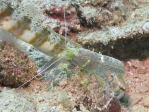 Brown Pyjama Snapping Shrimp, Alpheus ochrostriatus