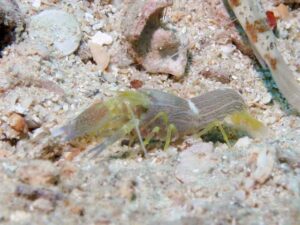 Brown Pyjama Snapping Shrimp, Alpheus ochrostriatus