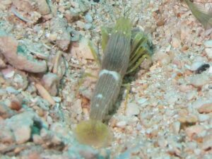 Brown Pyjama Snapping Shrimp, Alpheus ochrostriatus