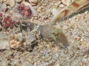 Brown Pyjama Snapping Shrimp, Alpheus ochrostriatus