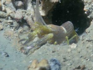 Brown Pyjama Snapping Shrimp, Alpheus ochrostriatus