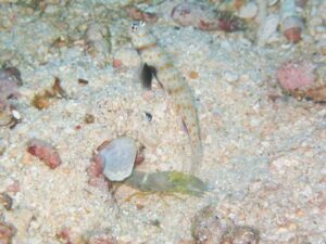 Brown Pyjama Shrimp with Amblyeleotris guttata, Blackchest Shrimpgoby