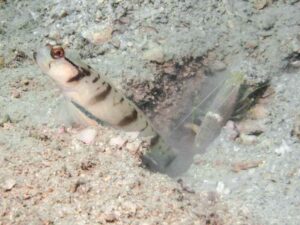 Brown Pyjama Shrimp with Amblyeleotris gymnocephala, Mask Shrimpgoby