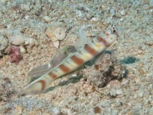 Brown Pyjama Shrimp with Amblyeleotris ogasawarensis, Redspotted Shrimpgoby