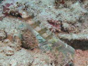 Brown Pyjama Shrimp with Amblyeleotris periophthalma, Broadbanded Shrimpgoby