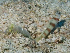 Brown Pyjama Shrimp with Amblyeleotris steinitzi, Steinitz’s Shrimpgoby