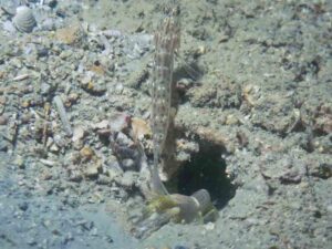 Brown Pyjama Shrimp with Ctenogobiops crocineus, Silverspot Shrimpgoby