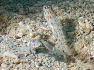 Brown Pyjama Shrimp with Ctenogobiops pomastictus, Goldspeckled Shrimpgoby