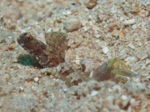 Brown Pyjama Shrimp with Tomiyamichthys nudus, Scaleless Shrimpgoby