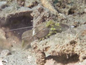 Brown Pyjama Snapping Shrimp, Alpheus ochrostriatus