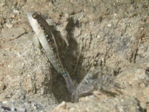 Chocolate Chip Shrimp with Cryptocentrus cyanospilotus, Bluespot Saddled Shrimpgoby