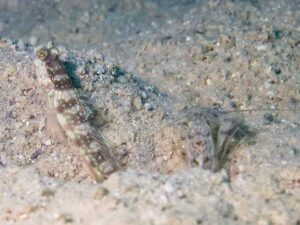 Chocolate Chip Shrimp with Cryptocentrus leptocephalus, Pinkspot Shrimpgoby