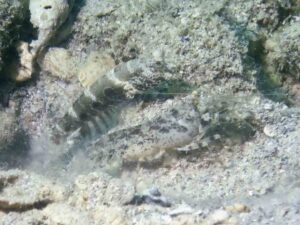 Chocolate Chip Shrimp with Cryptocentrus strigilliceps, Target Shrimpgoby