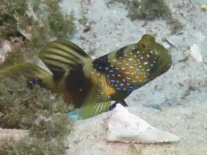 Cryptocentrus bulbiceps Bluelined Shrimpgoby