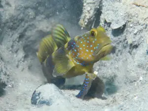 Cryptocentrus bulbiceps Bluelined Shrimpgoby