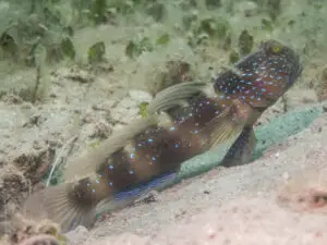 Cryptocentrus bulbiceps Bluelined Shrimpgoby