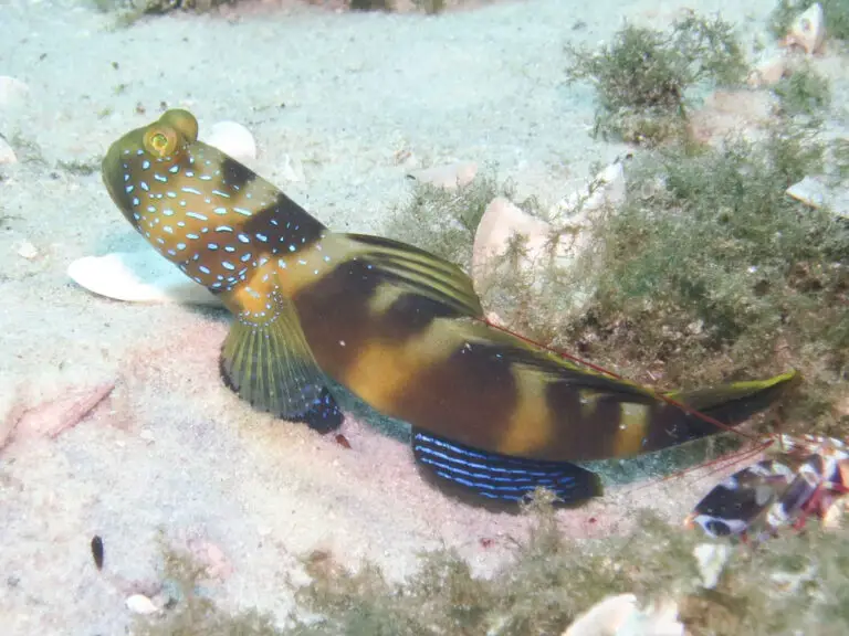 Cryptocentrus bulbiceps Bluelined Shrimpgoby