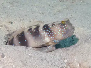 Cryptocentrus bulbiceps Bluelined Shrimpgoby