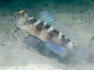 Cryptocentrus bulbiceps Bluelined Shrimpgoby