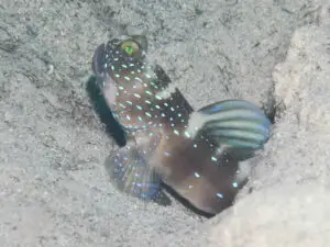 Cryptocentrus bulbiceps Bluelined Shrimpgoby