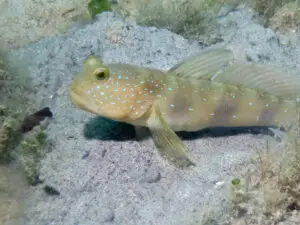 Cryptocentrus bulbiceps Bluelined Shrimpgoby